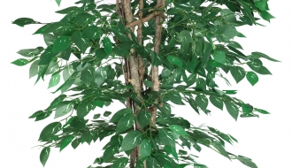 Dekoratiivtaim Ficus