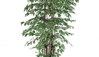 Dekoratiivtaim Ficus Starlight